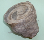 Ammoniten, aufgesägt